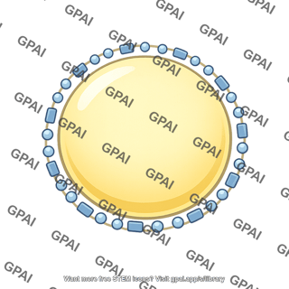 Chylomicron
