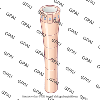 Collecting tubule