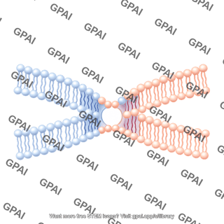Hemifusion 4b. late fusion pore