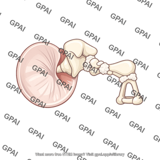 Tympanum ossicular system ankylosed