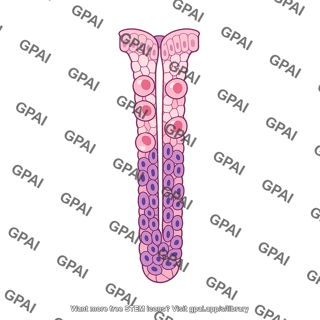 Oxyntic gland