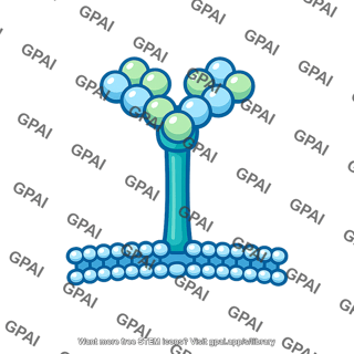 Platelet surface glycoprotein