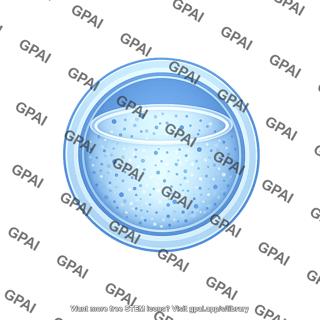 Vesicle large stage 3 filled