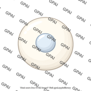 Oocyte before birth