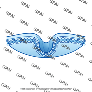 Cell membrane invaginating