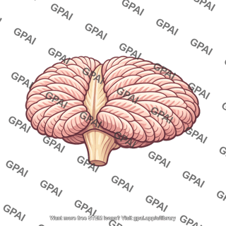 Cerebellum