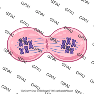Epithelial cell dividing