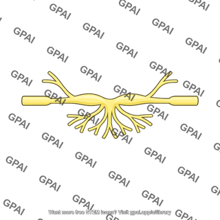 Spinal nerve