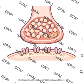 Excitatory synapse