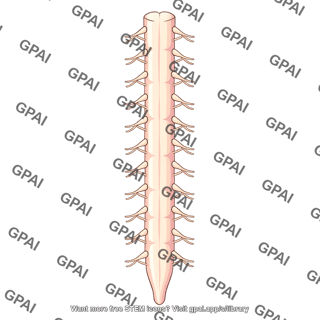Spinal cord with nerve roots