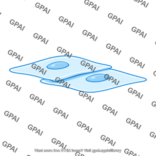 Endothelial cell overlapping