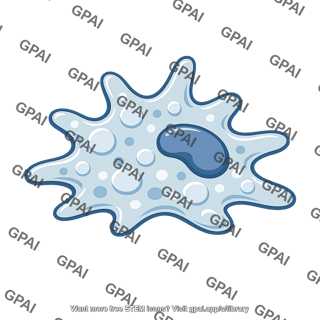 Macrophage ameboid