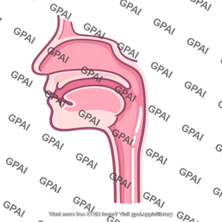 Upper airway