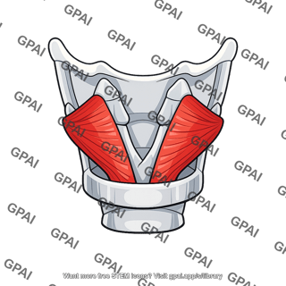 Posterior cricoarytenoid muscle