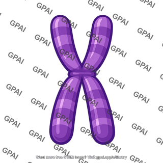 Duplicated chromosome