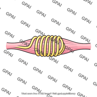 Primary afferent ending