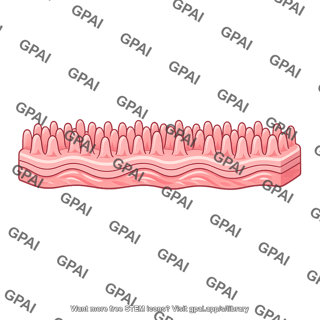 Duodenal mucosa