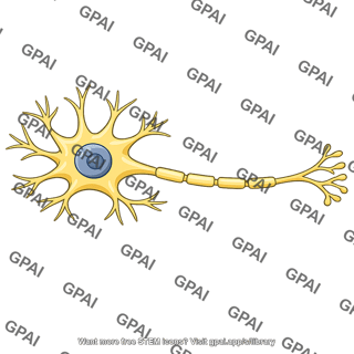 Motor neuron