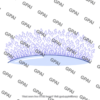 Glycocalyx
