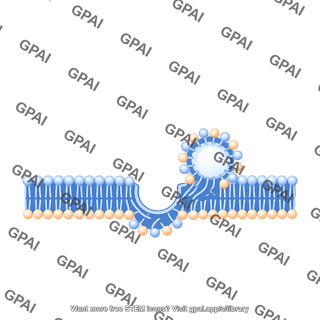 Membrane with vesicle stage 2