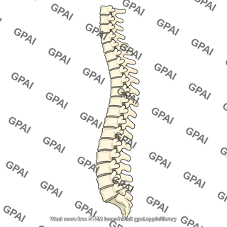 Spine