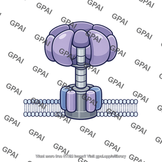 V atpase