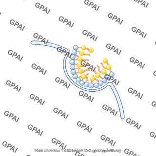 Quarter membrane with vesicle bilayer medium stage 2
