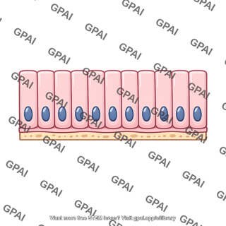 Columnar epithelium
