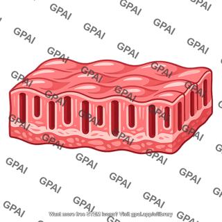 Large intestine mucosa