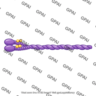 Myosin phosphorylated