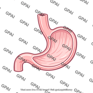 Human stomach
