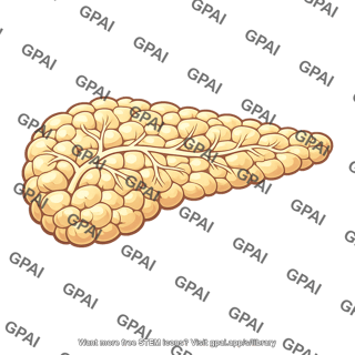 Exocrine pancreas