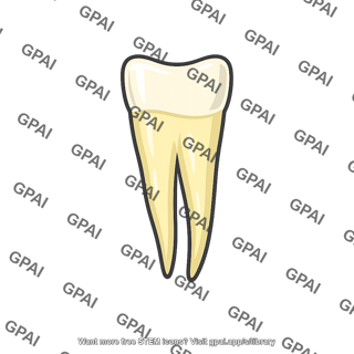 Human tooth