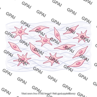 Fetal mesenchyme