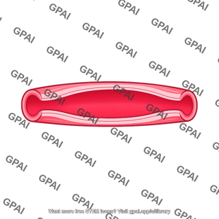 Lung blood vessel vasodilated