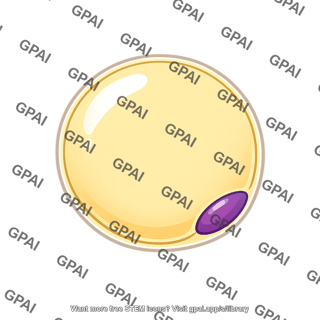 Fat cell