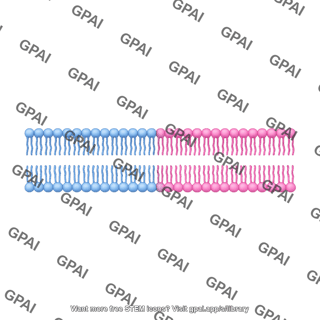 Membrane bilayer straight long