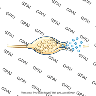 Nerve varicosity secreting