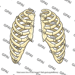 Thoracic cage opened