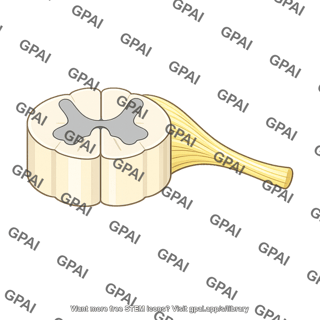 Dorsal root