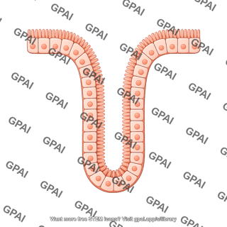 Intestinal crypt 5
