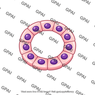 Epithelial cell sweat gland