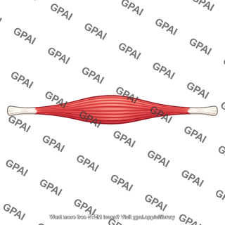 Elongated muscle