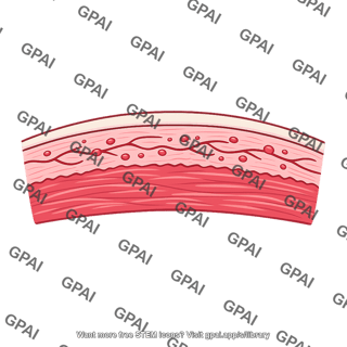 Subendocardium