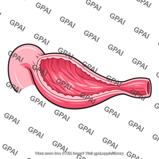 Antral end of stomach