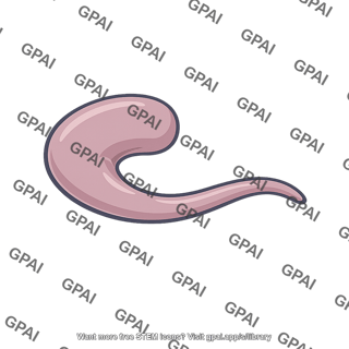 Caudate nucleus simplified