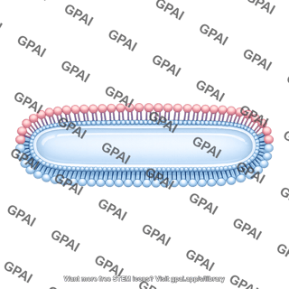 Membrane bilayer x long filled vesicle stage 2 small side