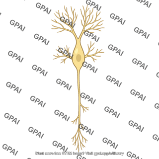 Cortical neuron layer vi