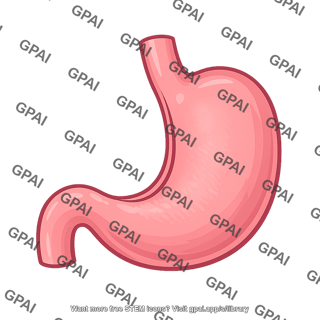 Human stomach