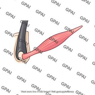 Piloerector muscle